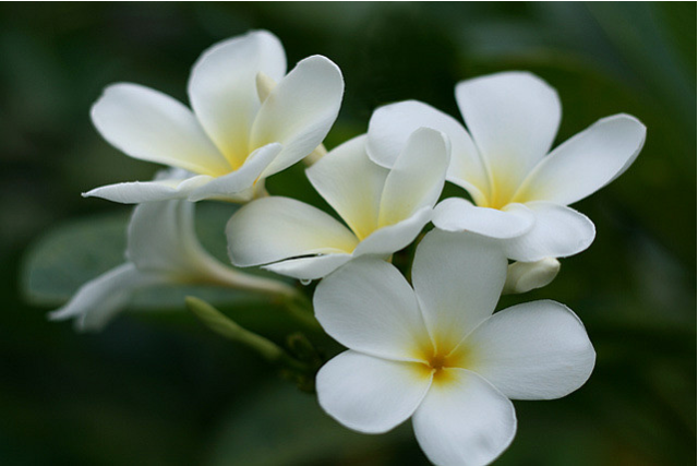 frangipani-white-flowers